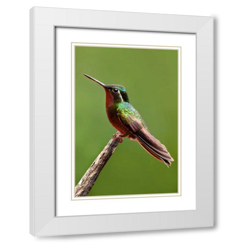 Hummingbird II White Modern Wood Framed Art Print with Double Matting by Malvin, Larry