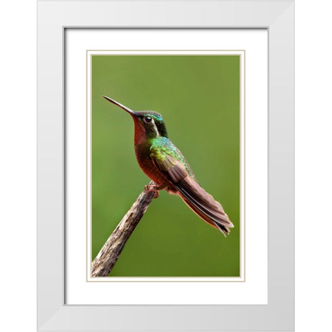 Hummingbird II White Modern Wood Framed Art Print with Double Matting by Malvin, Larry