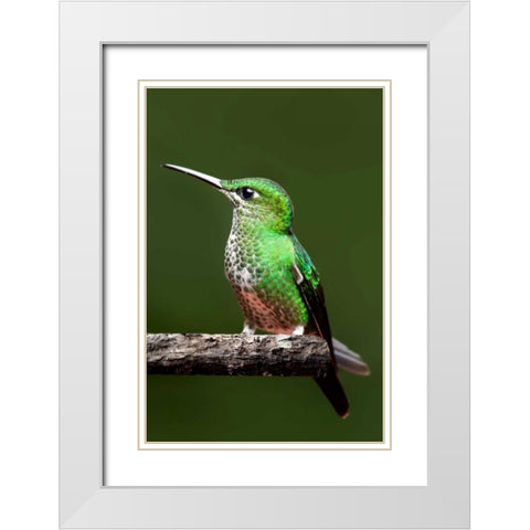 Hummingbird III White Modern Wood Framed Art Print with Double Matting by Malvin, Larry