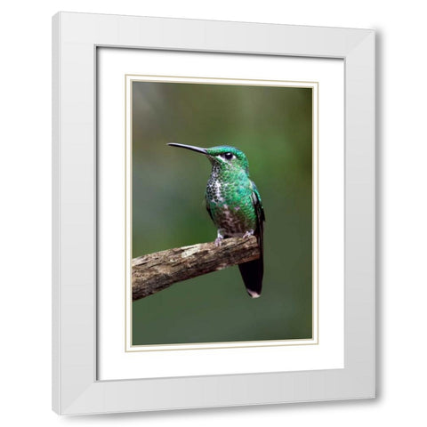 Hummingbird IV White Modern Wood Framed Art Print with Double Matting by Malvin, Larry