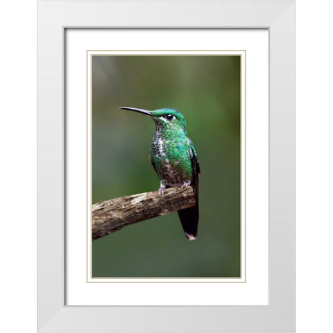 Hummingbird IV White Modern Wood Framed Art Print with Double Matting by Malvin, Larry