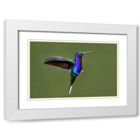 Hummingbird VII White Modern Wood Framed Art Print with Double Matting by Malvin, Larry