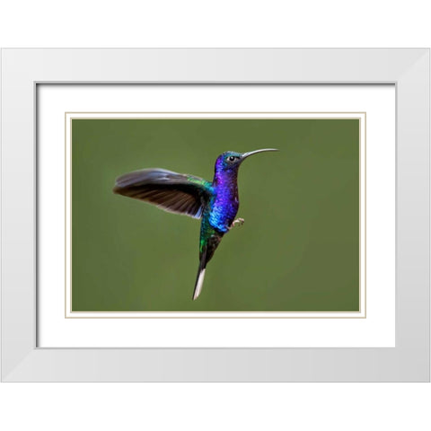 Hummingbird VII White Modern Wood Framed Art Print with Double Matting by Malvin, Larry