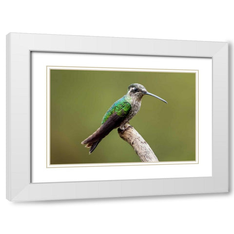 Hummingbird VIII White Modern Wood Framed Art Print with Double Matting by Malvin, Larry