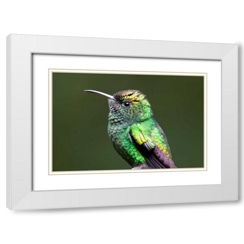 Copper Headed White Modern Wood Framed Art Print with Double Matting by Malvin, Larry