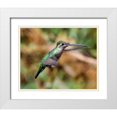 In Flight II White Modern Wood Framed Art Print with Double Matting by Malvin, Larry