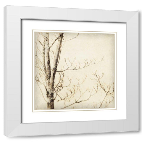 Winter Trees I White Modern Wood Framed Art Print with Double Matting by Melious, Amy