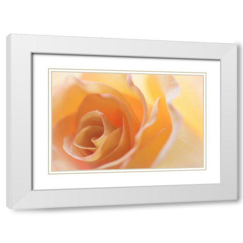 Yellow Roses II White Modern Wood Framed Art Print with Double Matting by Mahan, Kathy