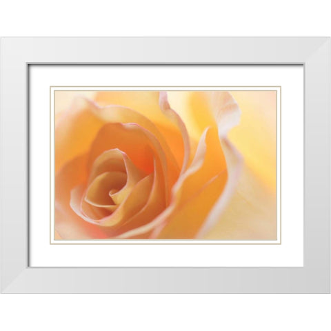 Yellow Roses II White Modern Wood Framed Art Print with Double Matting by Mahan, Kathy