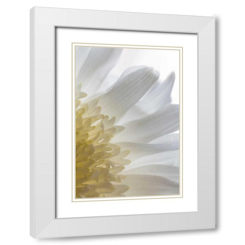 Chrysanthemum II White Modern Wood Framed Art Print with Double Matting by Mahan, Kathy