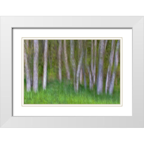 Alder Forest II White Modern Wood Framed Art Print with Double Matting by Mahan, Kathy