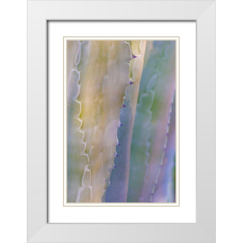 Agave I White Modern Wood Framed Art Print with Double Matting by Mahan, Kathy