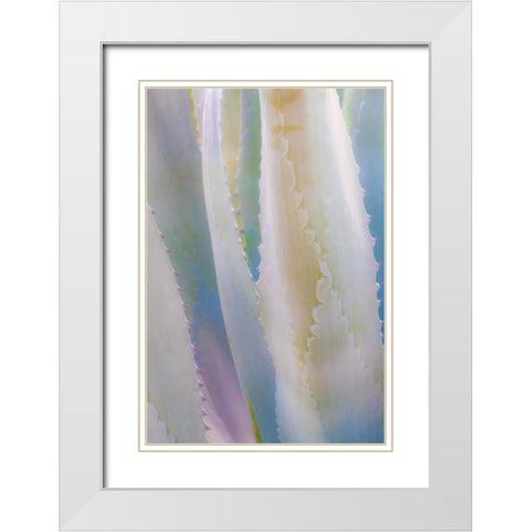 Agave IV White Modern Wood Framed Art Print with Double Matting by Mahan, Kathy
