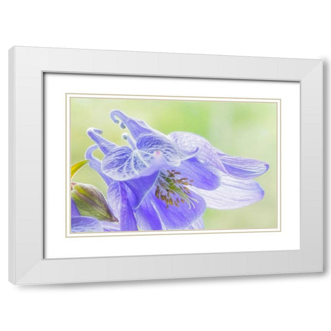 Columbine Flowers I White Modern Wood Framed Art Print with Double Matting by Mahan, Kathy