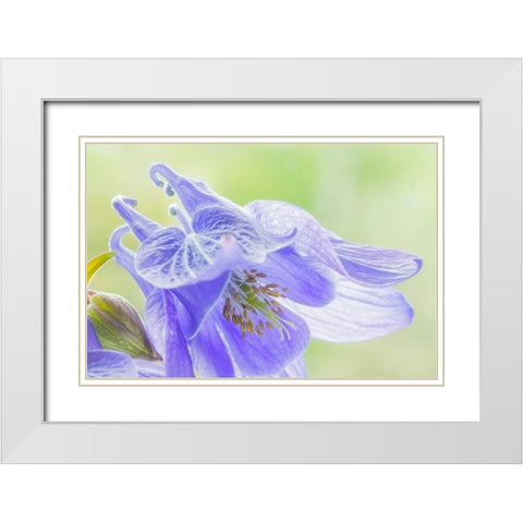 Columbine Flowers I White Modern Wood Framed Art Print with Double Matting by Mahan, Kathy