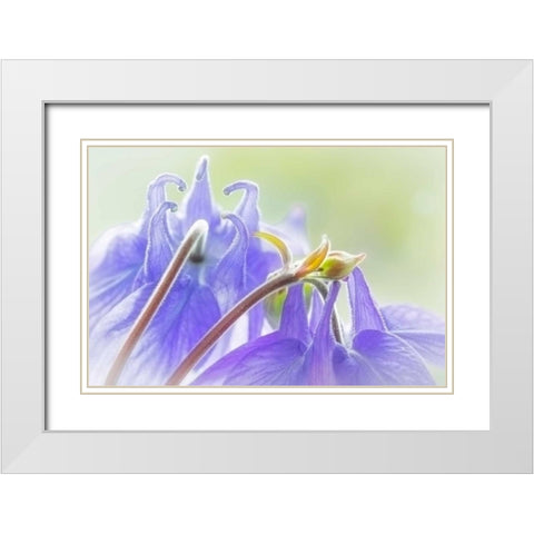 Columbine Flowers II White Modern Wood Framed Art Print with Double Matting by Mahan, Kathy