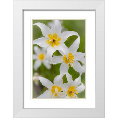 Avalanche Lily IV White Modern Wood Framed Art Print with Double Matting by Mahan, Kathy