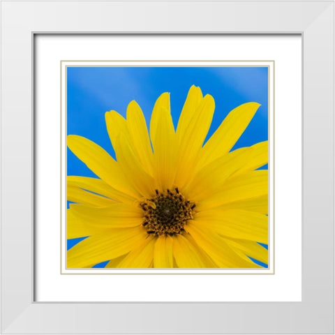 Sunflower on Blue I White Modern Wood Framed Art Print with Double Matting by Mahan, Kathy