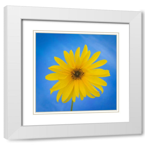 Sunflower on Blue II White Modern Wood Framed Art Print with Double Matting by Mahan, Kathy