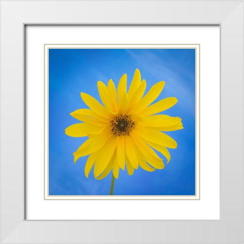 Sunflower on Blue II White Modern Wood Framed Art Print with Double Matting by Mahan, Kathy