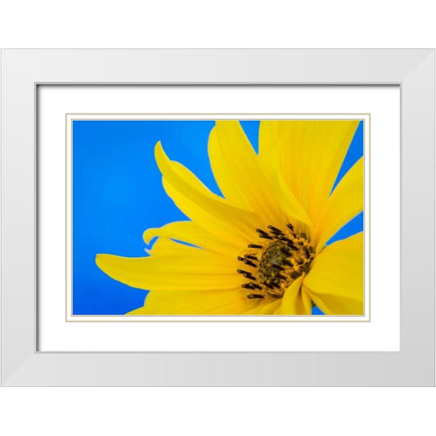 Sunflower on Blue III White Modern Wood Framed Art Print with Double Matting by Mahan, Kathy