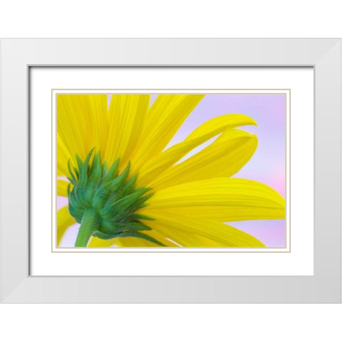 Sunflower Macro I White Modern Wood Framed Art Print with Double Matting by Mahan, Kathy