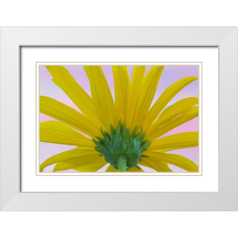 Sunflower Macro II White Modern Wood Framed Art Print with Double Matting by Mahan, Kathy