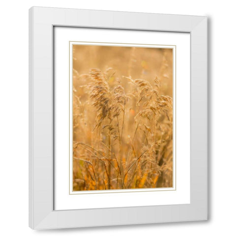 Autumn Grasses I White Modern Wood Framed Art Print with Double Matting by Mahan, Kathy