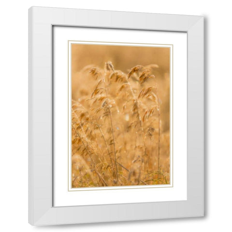 Autumn Grasses II White Modern Wood Framed Art Print with Double Matting by Mahan, Kathy