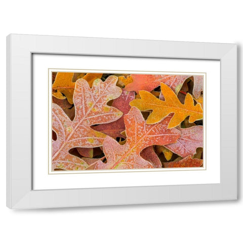 Frosty Leaves I White Modern Wood Framed Art Print with Double Matting by Mahan, Kathy
