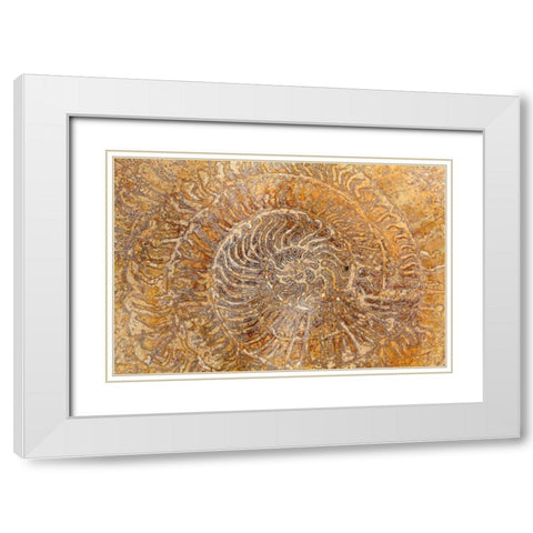 San Miguel Fossils I White Modern Wood Framed Art Print with Double Matting by Mahan, Kathy