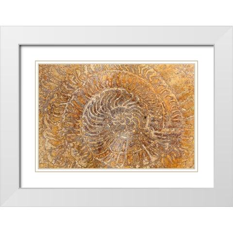San Miguel Fossils I White Modern Wood Framed Art Print with Double Matting by Mahan, Kathy