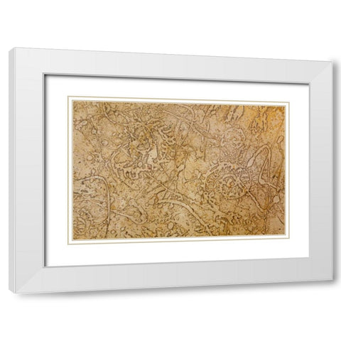 San Miguel Fossils II White Modern Wood Framed Art Print with Double Matting by Mahan, Kathy