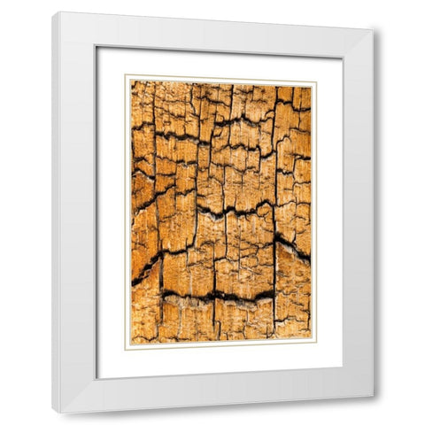 Pine Patterns I White Modern Wood Framed Art Print with Double Matting by Mahan, Kathy