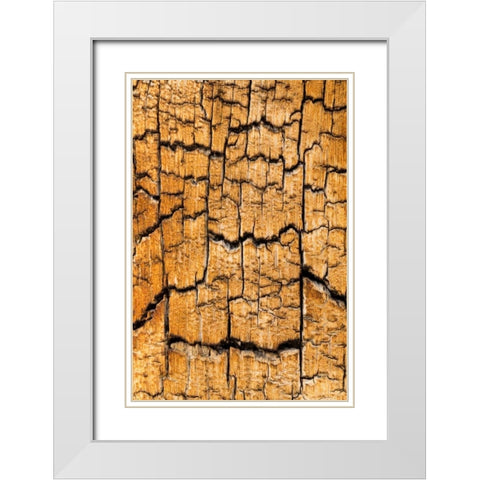 Pine Patterns I White Modern Wood Framed Art Print with Double Matting by Mahan, Kathy