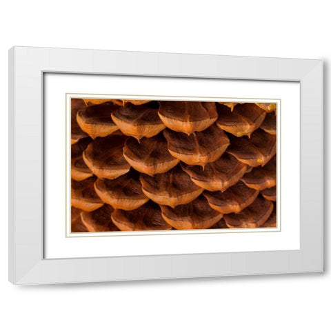 Pine Cone I White Modern Wood Framed Art Print with Double Matting by Mahan, Kathy