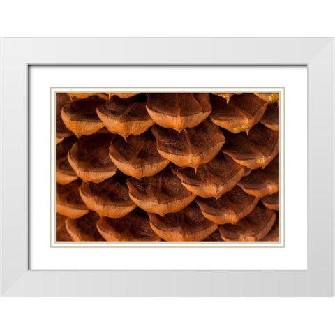 Pine Cone I White Modern Wood Framed Art Print with Double Matting by Mahan, Kathy