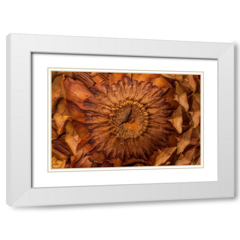 Pine Cone II White Modern Wood Framed Art Print with Double Matting by Mahan, Kathy
