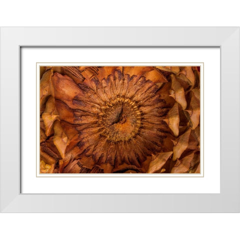 Pine Cone II White Modern Wood Framed Art Print with Double Matting by Mahan, Kathy