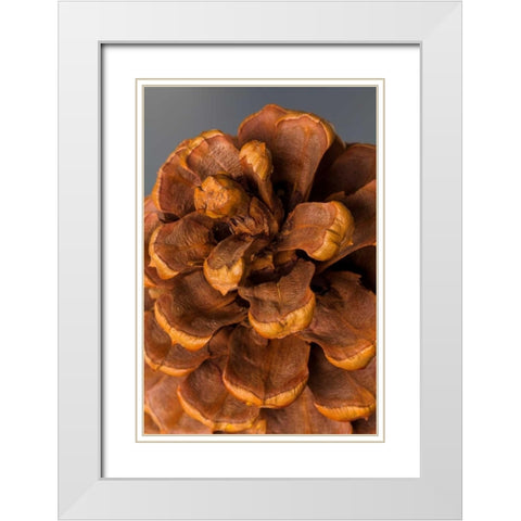 Pine Cone III White Modern Wood Framed Art Print with Double Matting by Mahan, Kathy