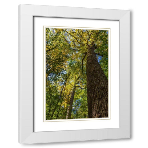 Tulip-Poplar Tree I White Modern Wood Framed Art Print with Double Matting by Mahan, Kathy