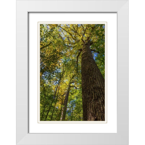 Tulip-Poplar Tree I White Modern Wood Framed Art Print with Double Matting by Mahan, Kathy