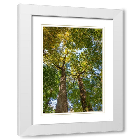 Tulip-Poplar Tree II White Modern Wood Framed Art Print with Double Matting by Mahan, Kathy