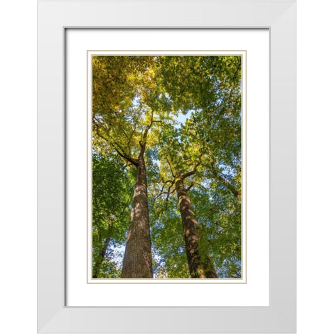 Tulip-Poplar Tree II White Modern Wood Framed Art Print with Double Matting by Mahan, Kathy