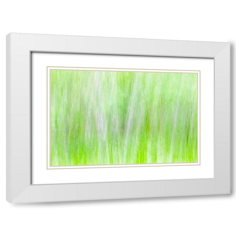 Aspen Blur II White Modern Wood Framed Art Print with Double Matting by Mahan, Kathy