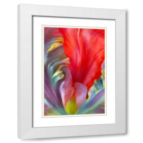 Parrot Tulip I White Modern Wood Framed Art Print with Double Matting by Mahan, Kathy