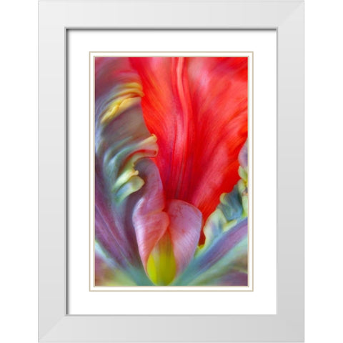 Parrot Tulip I White Modern Wood Framed Art Print with Double Matting by Mahan, Kathy