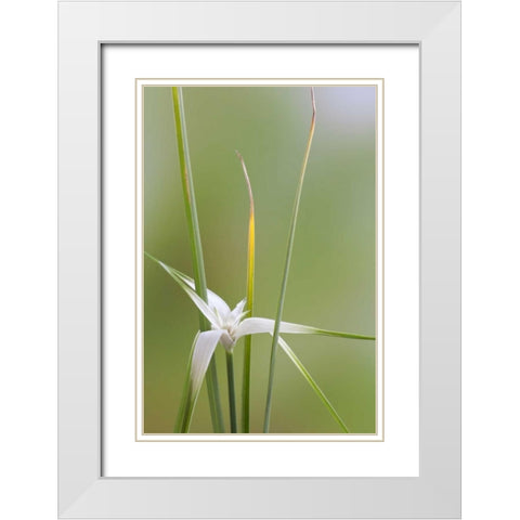 Star Grass II White Modern Wood Framed Art Print with Double Matting by Mahan, Kathy