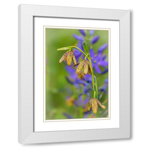 Chocolate Lily I White Modern Wood Framed Art Print with Double Matting by Mahan, Kathy
