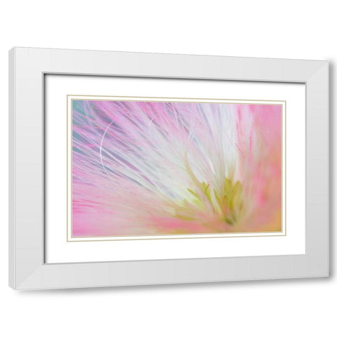 Mimosa Tree Blossom I White Modern Wood Framed Art Print with Double Matting by Mahan, Kathy